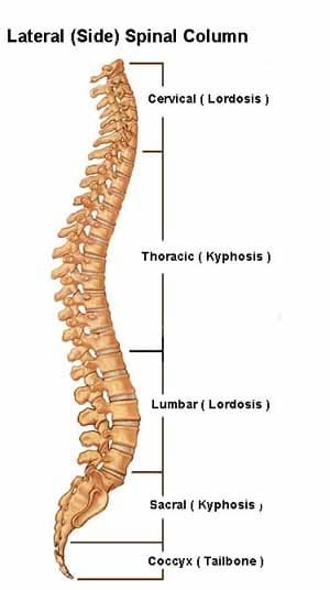 Vertebral Column: Backbone of the Spine - Florida Joint and Spine Institute